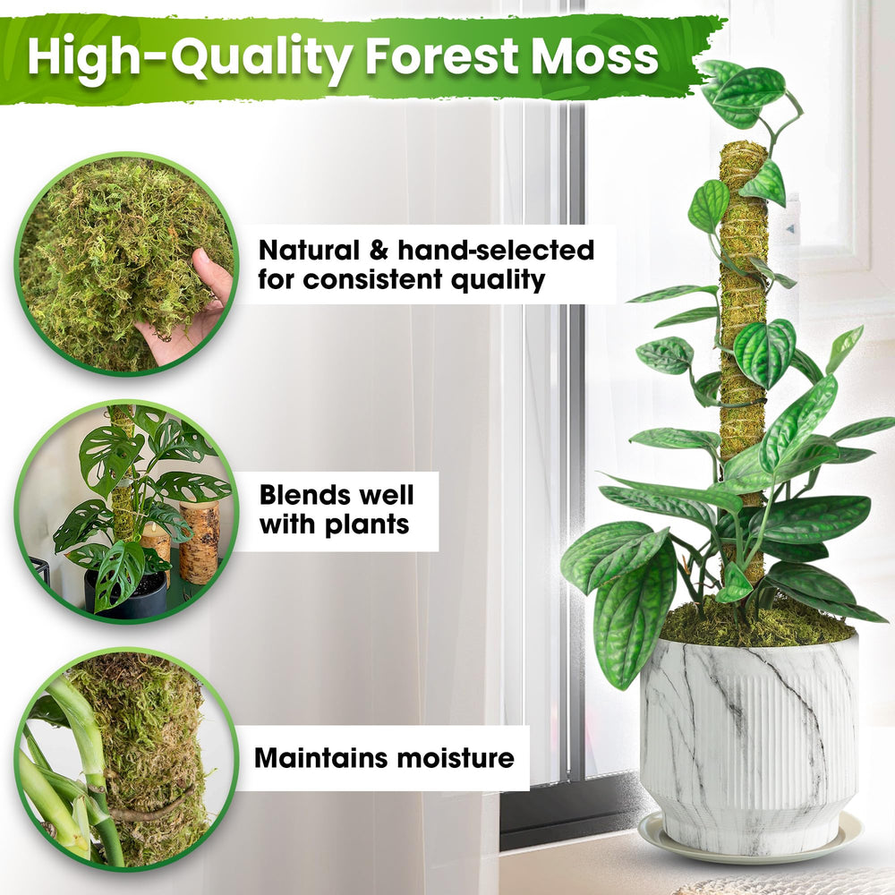 Duspro moss pole with Monstera plant for support