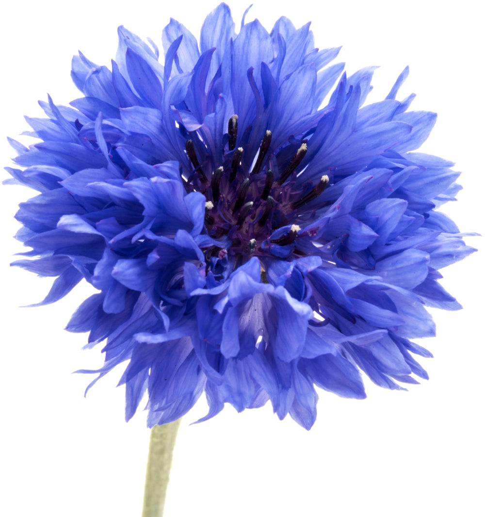 Dwarf Blue Bachelor Button flower seeds packet by RDR Seeds