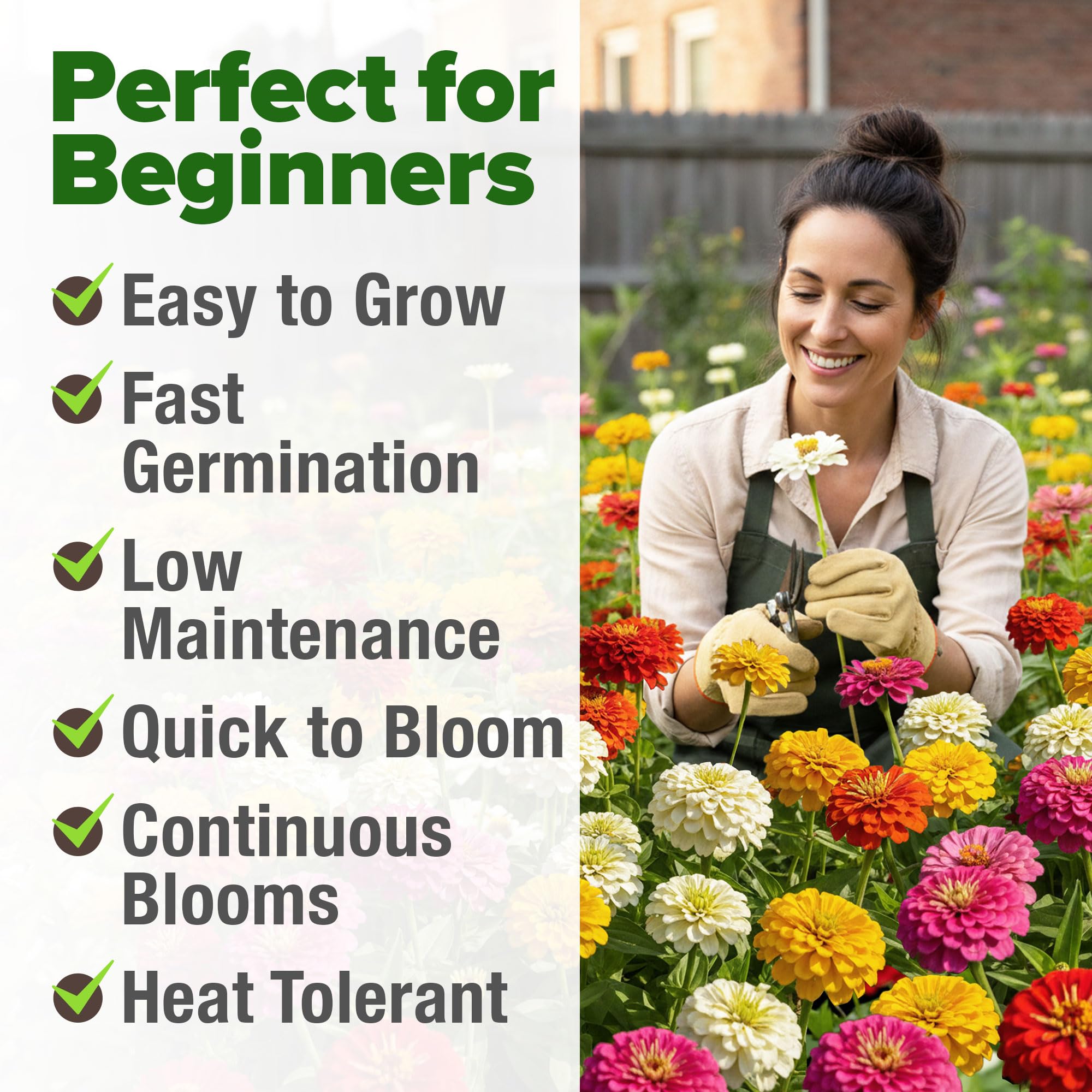 Dwarf Zinnia flowers blooming in a sunny garden
