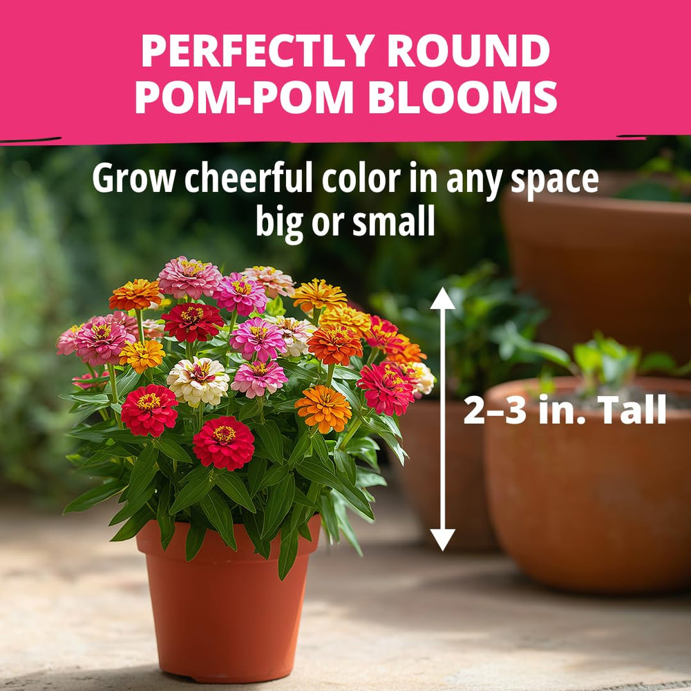Dwarf Zinnia in a window box arrangement