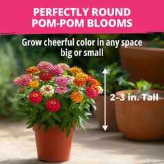 Dwarf Zinnia in a window box arrangement