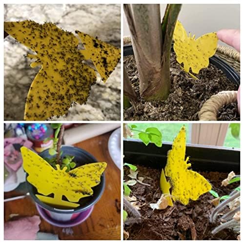 Dwcom Trap yellow sticky traps showing adhesive strength