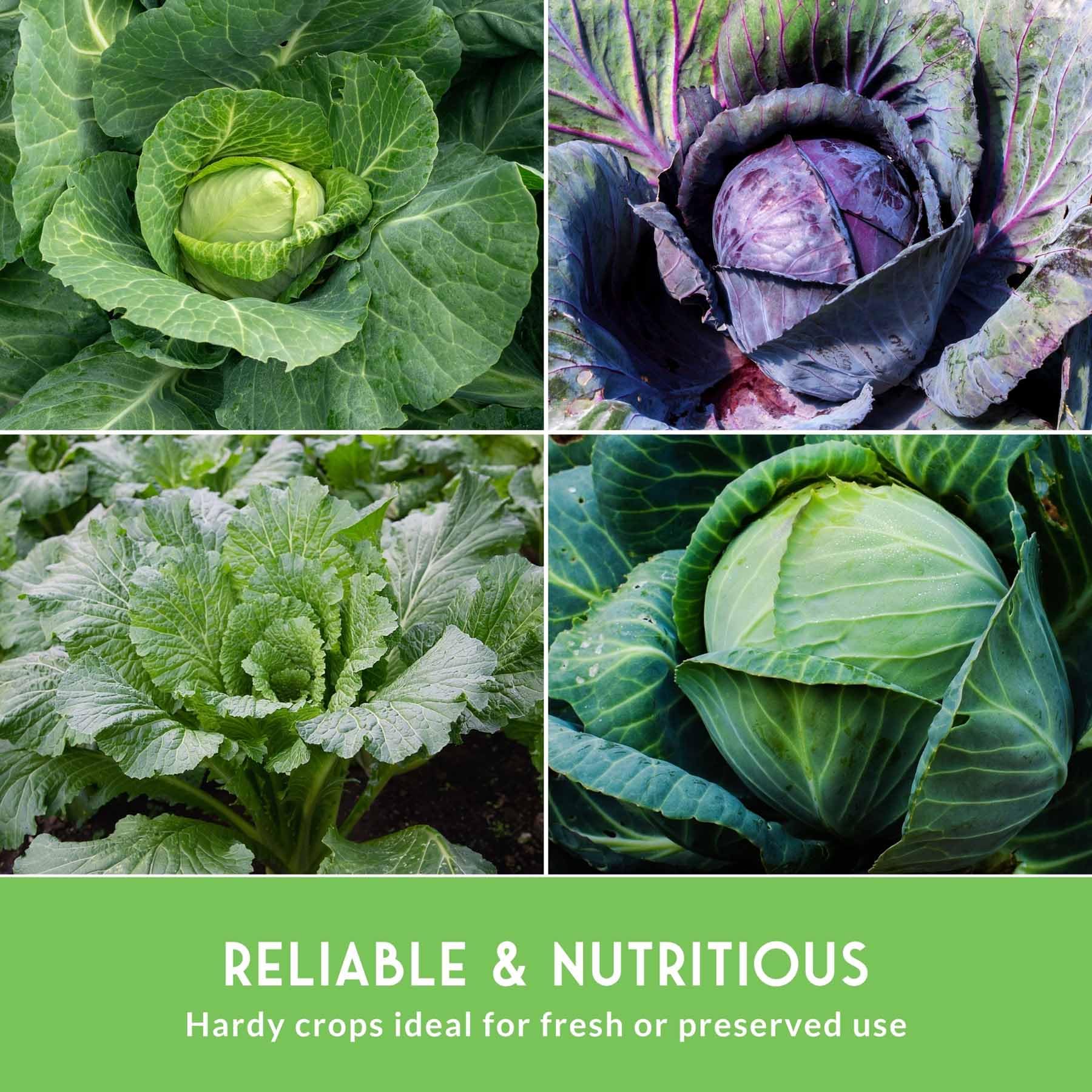 Early Round Dutch cabbage seeds from SURVIVAL GARDEN SEEDS