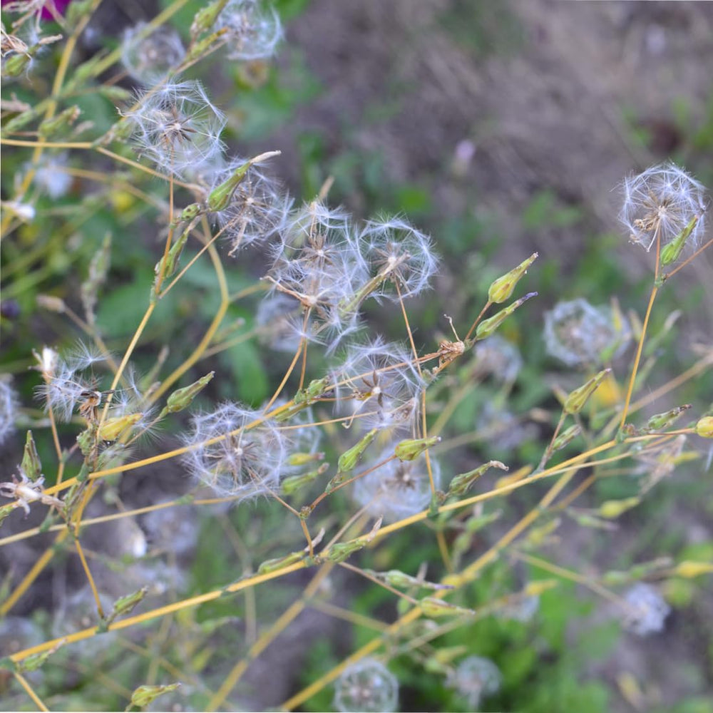 Earthcare Seeds Wild Lettuce plants in a garden