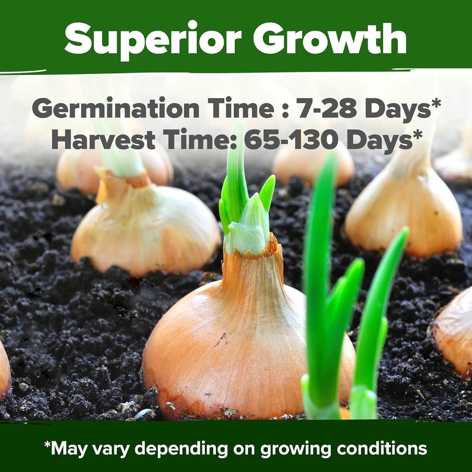 Eclipse L303 onion seeds on a planting surface