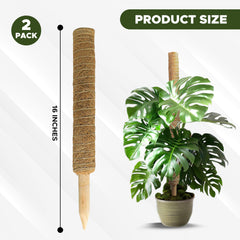 EcoNour moss pole with climbing plants