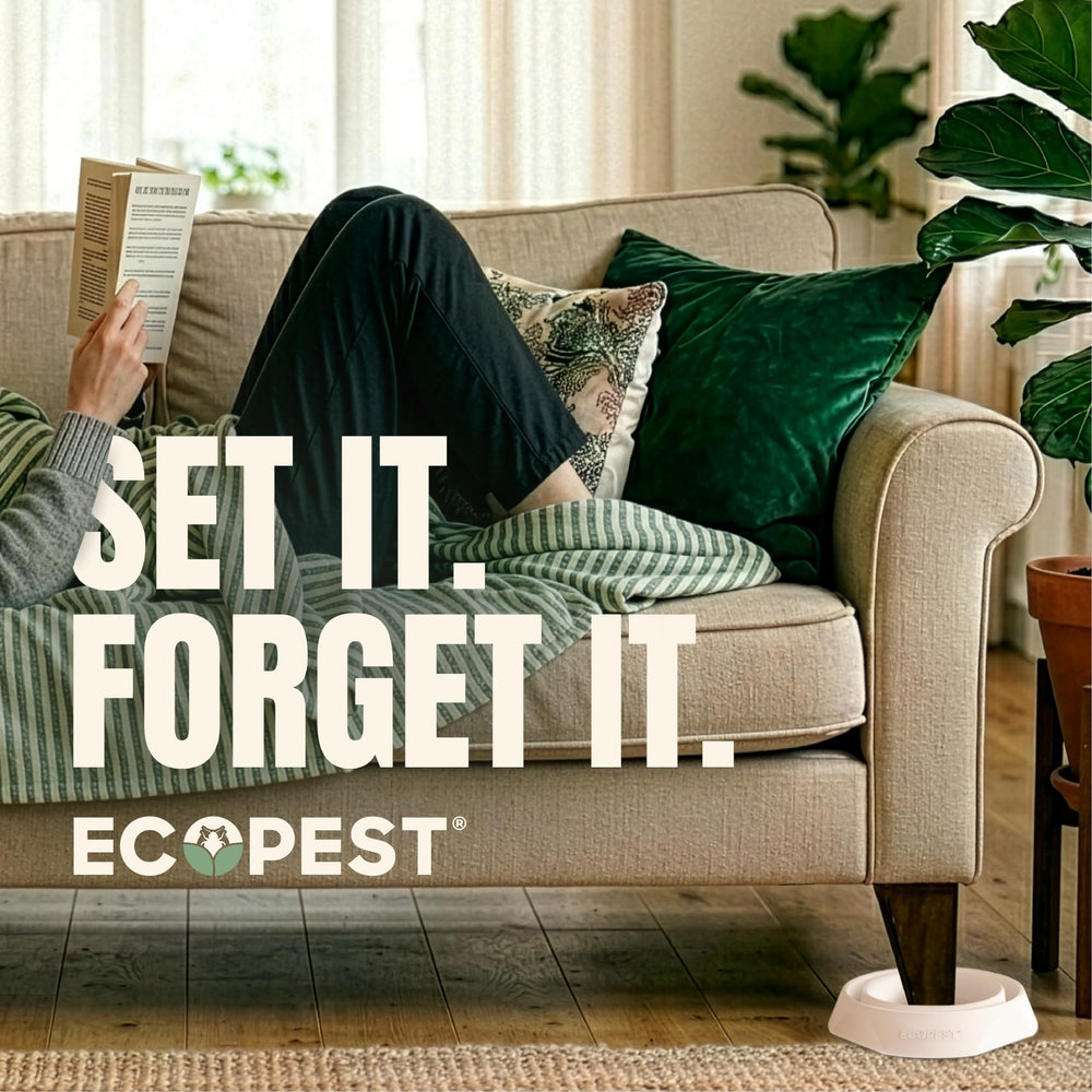 ECOPEST Bed Bug Interceptor trap dimensions on a measuring scale