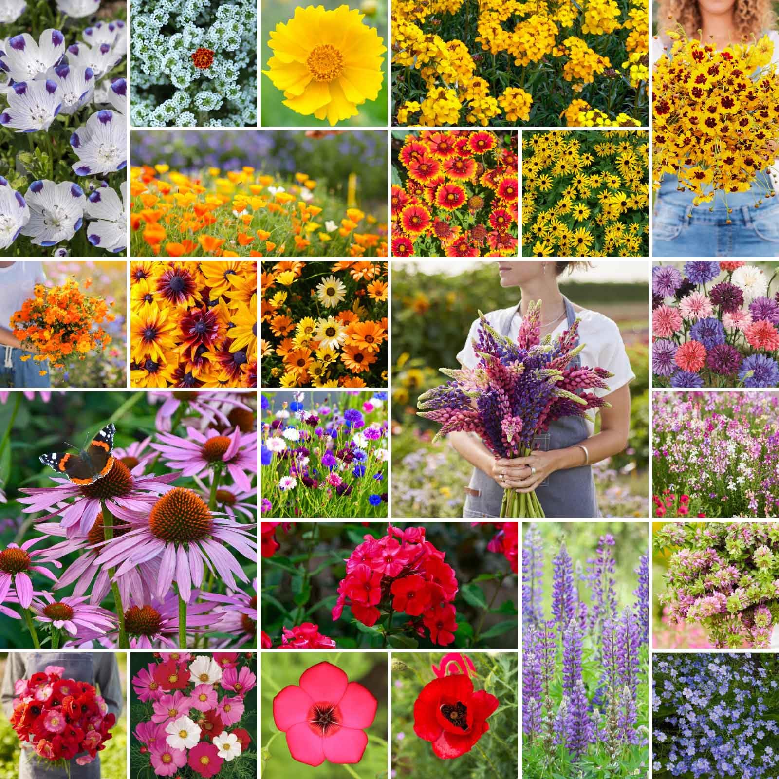 Eden Brothers Southeast Wildflower Mixed Seeds 1/4 lb front view