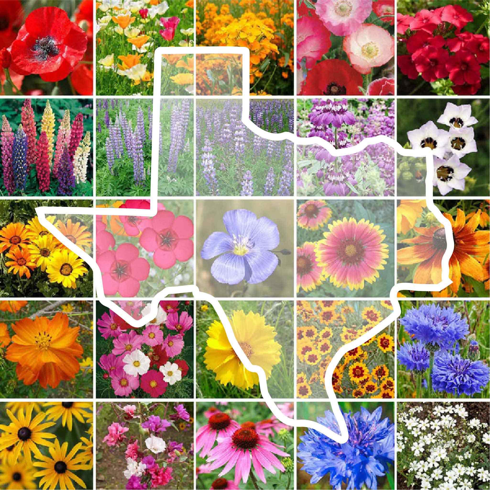 Eden Brothers Texas Wildflower Mixed Seeds 1 lb front view