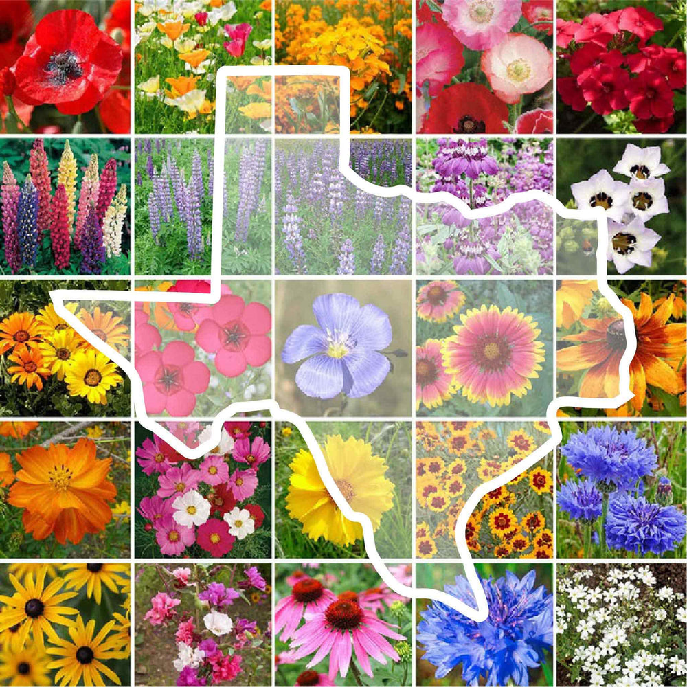 Eden Brothers Texas Wildflower Mixed Seeds 1 lb front view