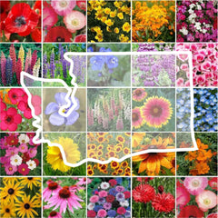 Eden Brothers Wildflower Mixed Seeds 1/4 lb front view