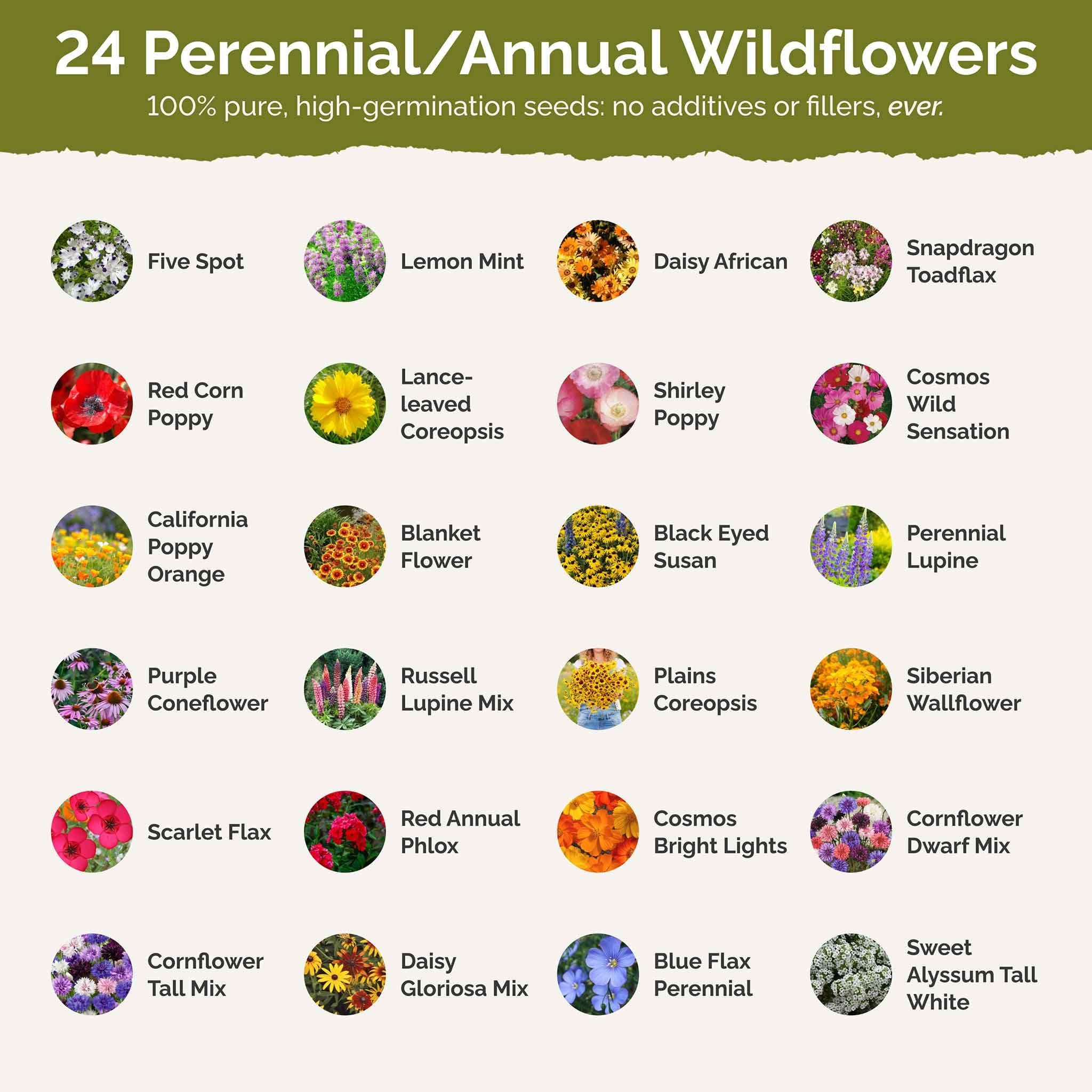 Eden Brothers wildflower seeds displayed on a garden table