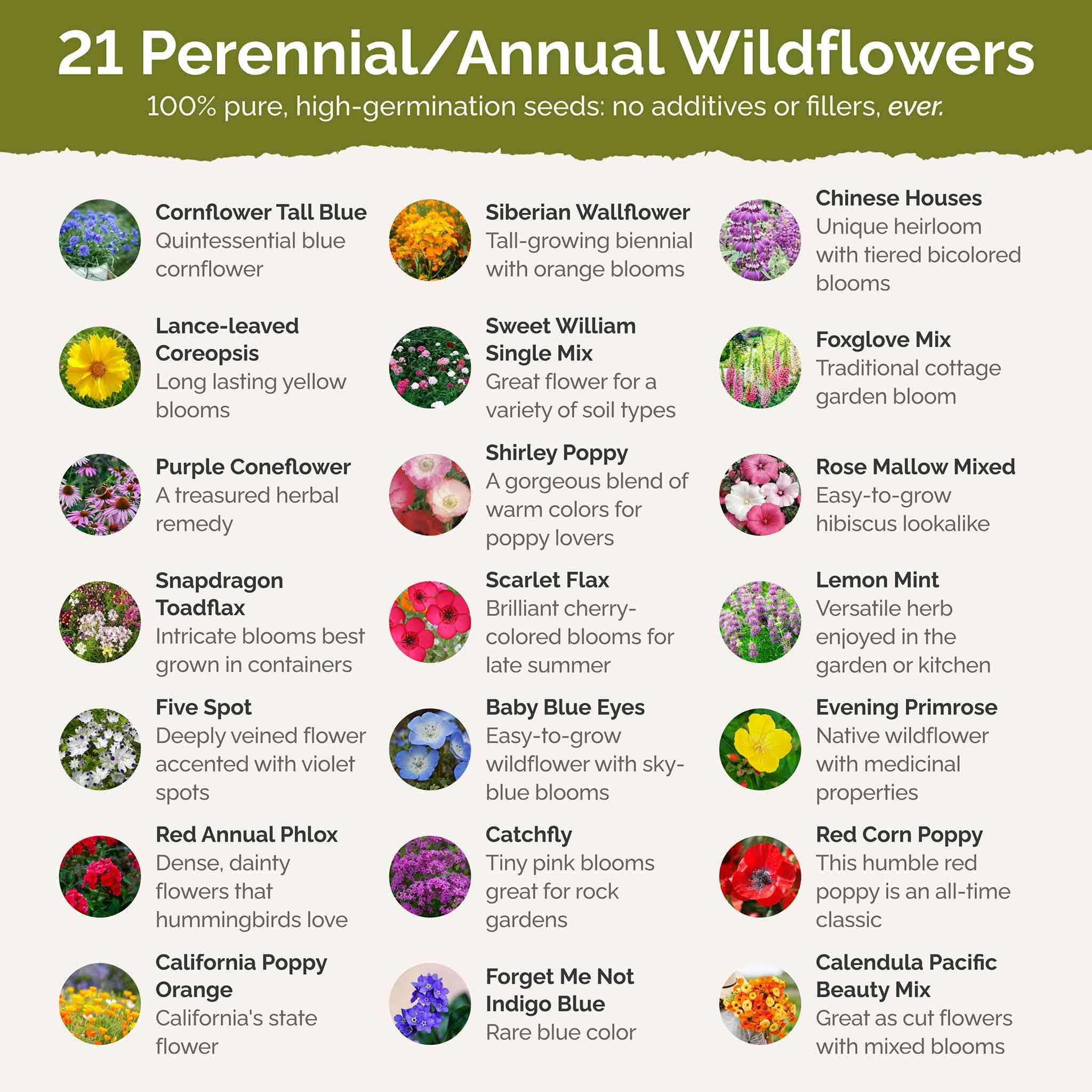 Eden Brothers Wildflower seeds spread out on a surface