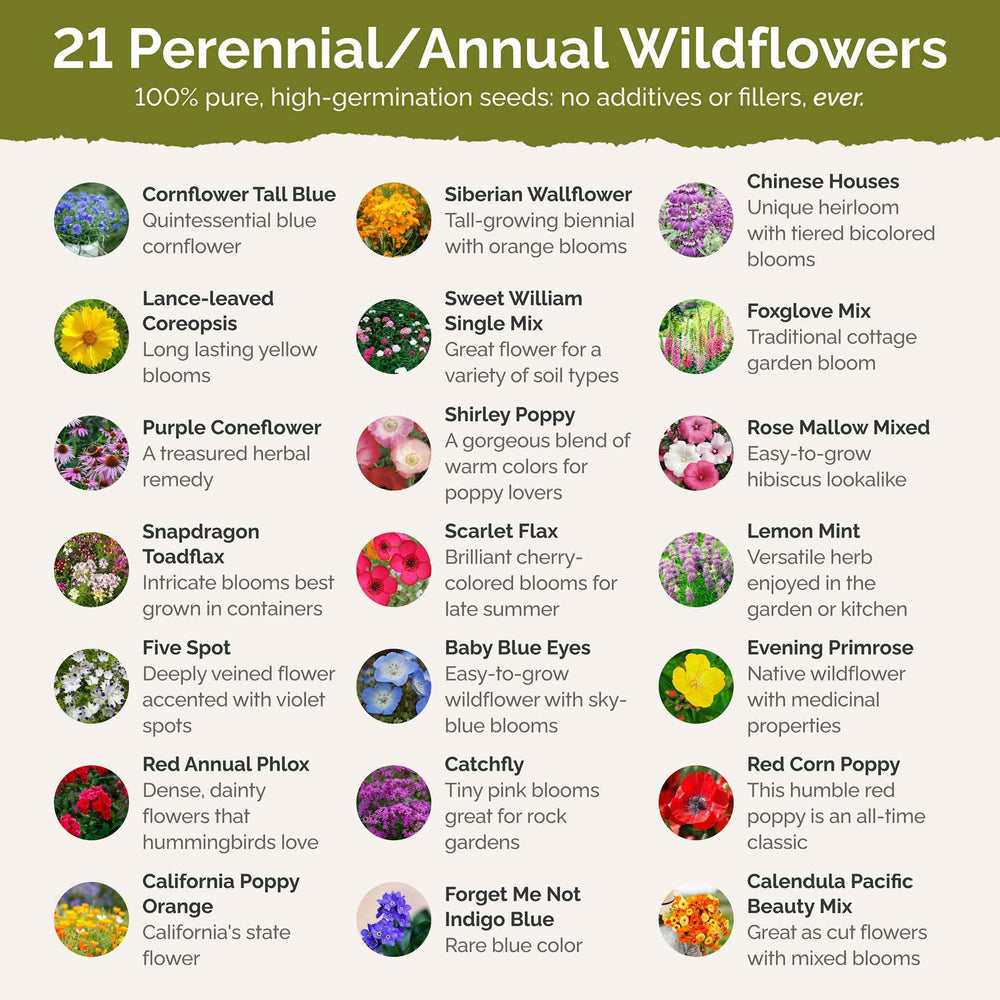 Eden Brothers Wildflower seeds spread out on a surface
