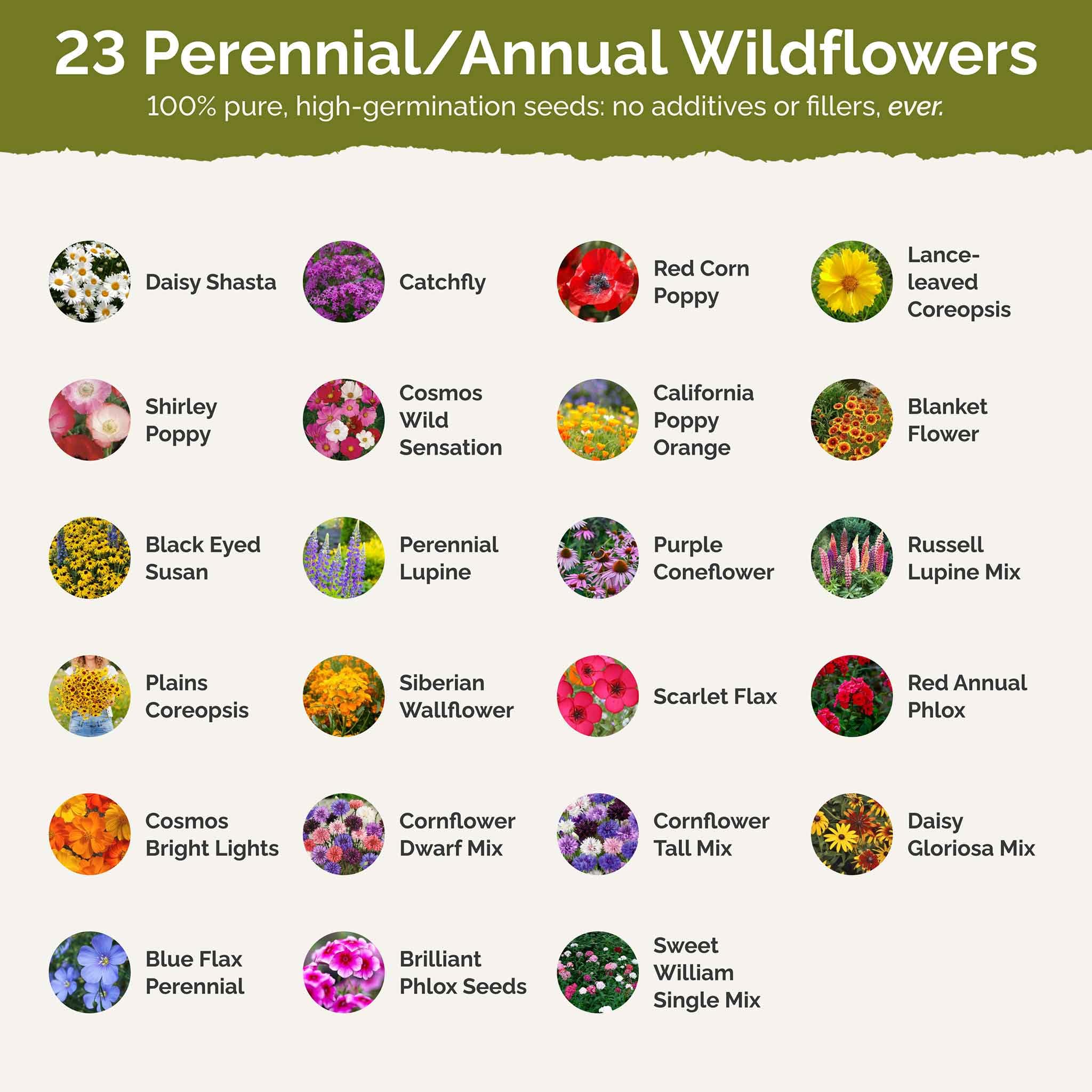 Eden Brothers wildflower seeds spread out on a table