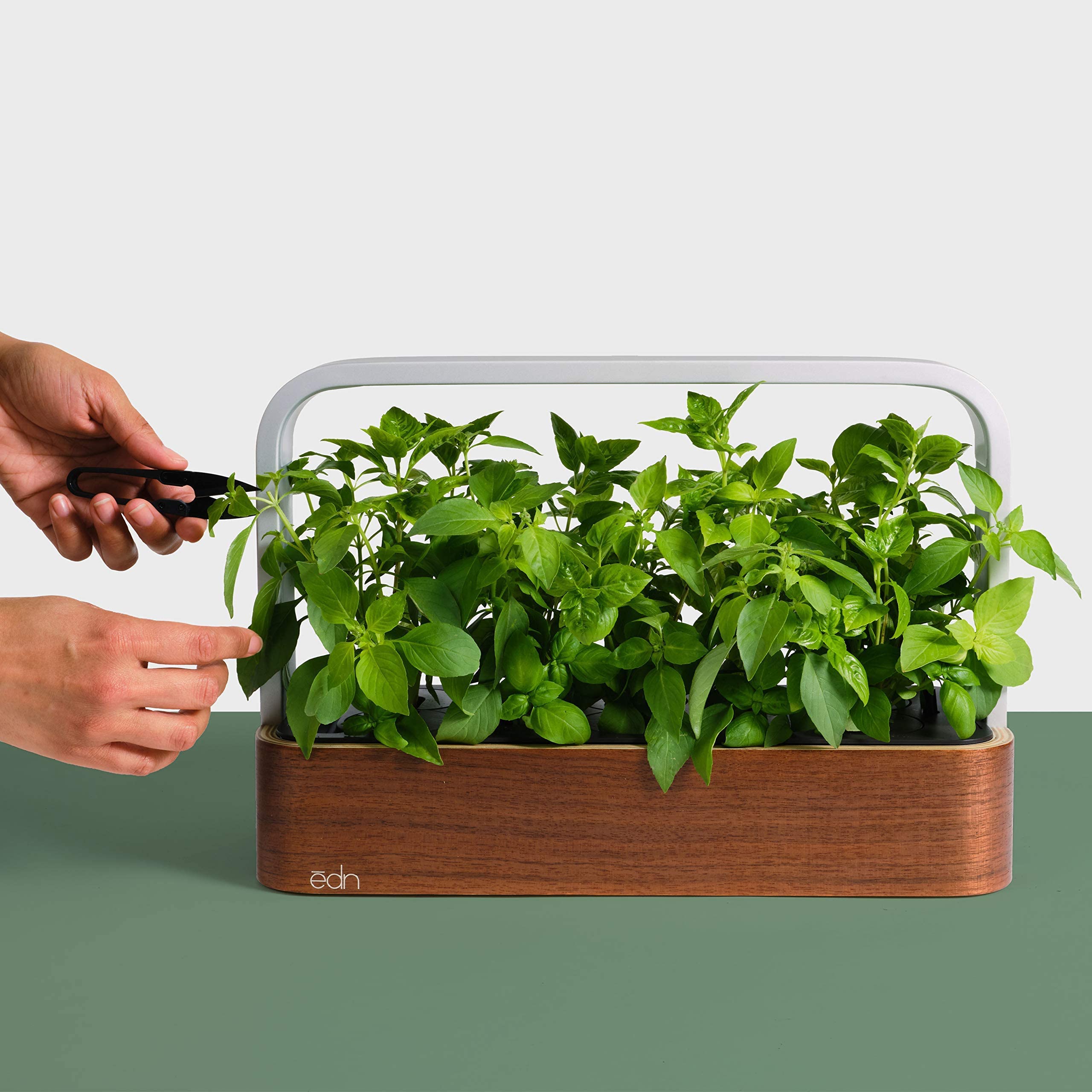 EDN Indoor Smart Garden with freshly grown herbs