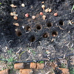 Edward Tools Bulb Planter dimensions measurement