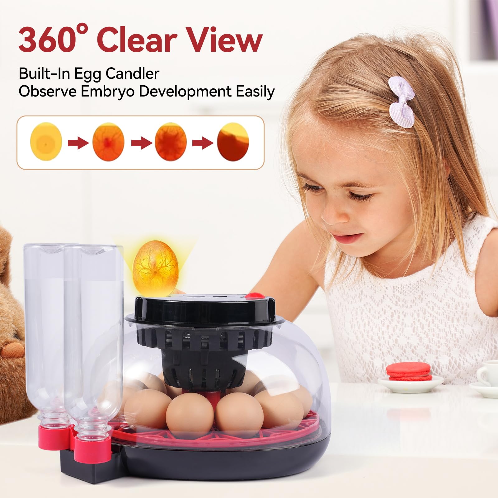 Egg candler light on top of Humorrap incubator