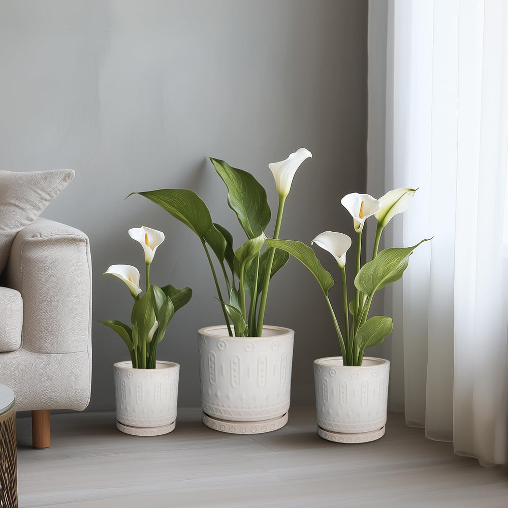 Eightpot 6 Inch Planter with Various Indoor Plants