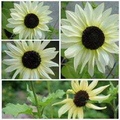 Elegant creamy-white petals of Italian White Sunflowers in garden