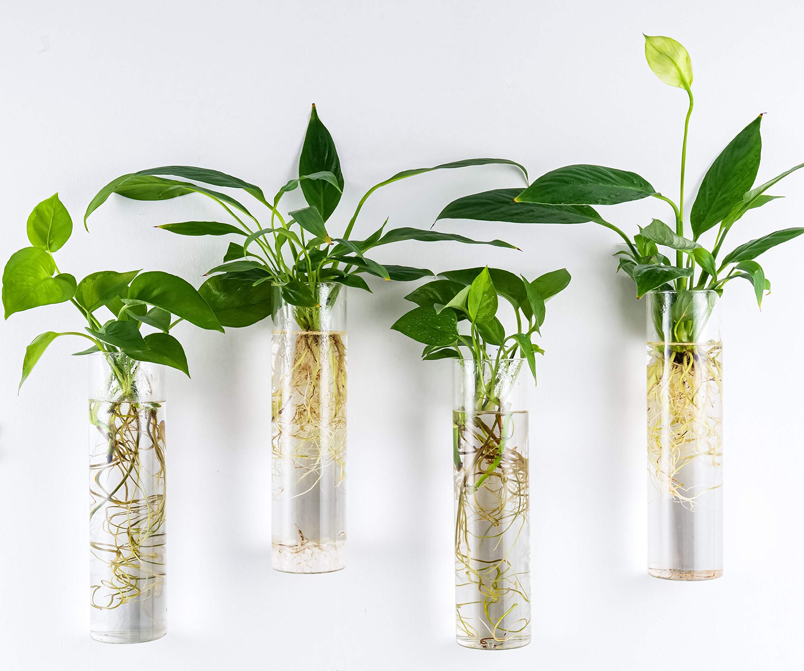 Elegant display of plants in Kingbuy wall-mounted terrarium