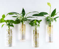 Elegant display of plants in Kingbuy wall-mounted terrarium