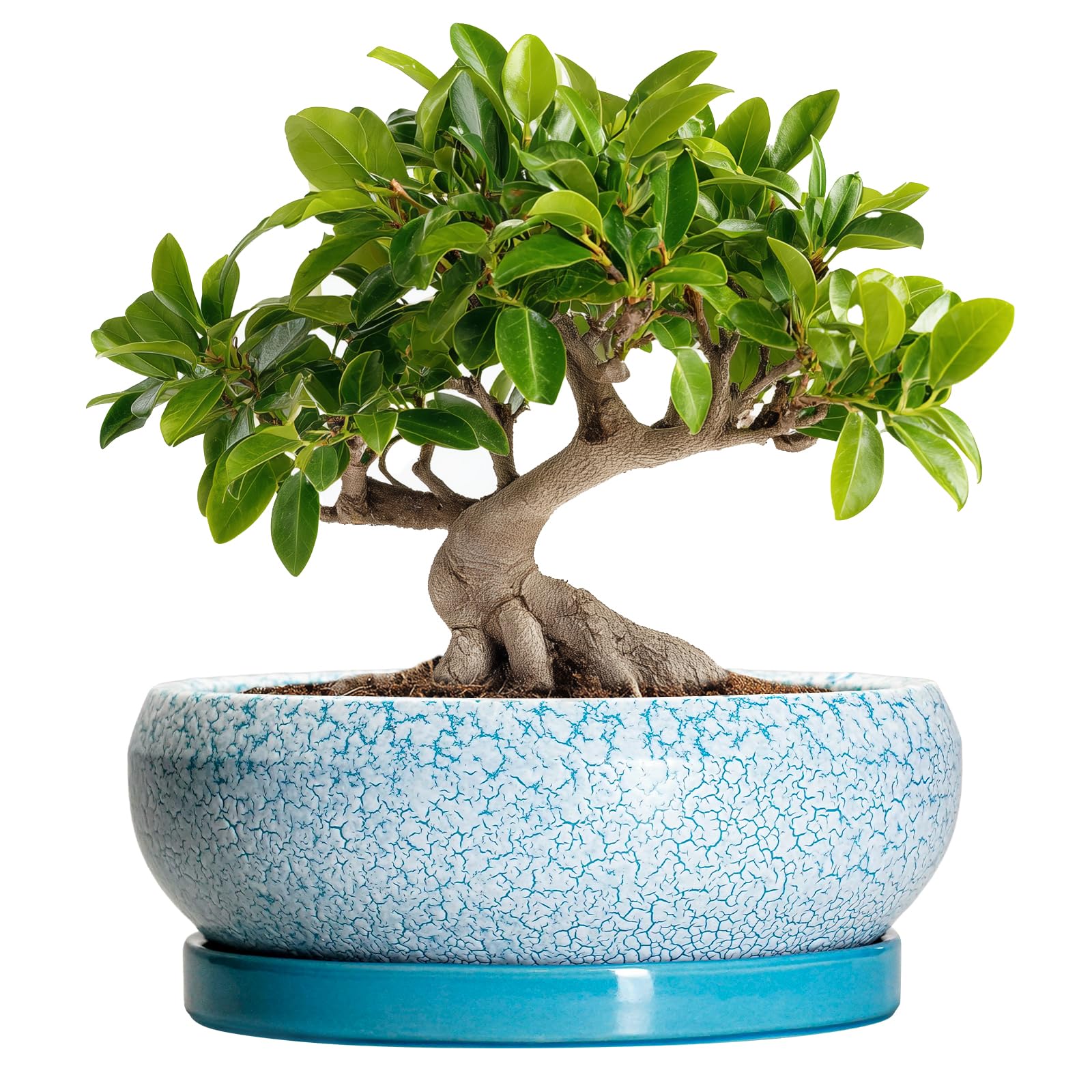 EPFamily 10 Inch Blue Ceramic Bonsai Pot front view