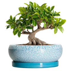 EPFamily 10 Inch Blue Ceramic Bonsai Pot front view
