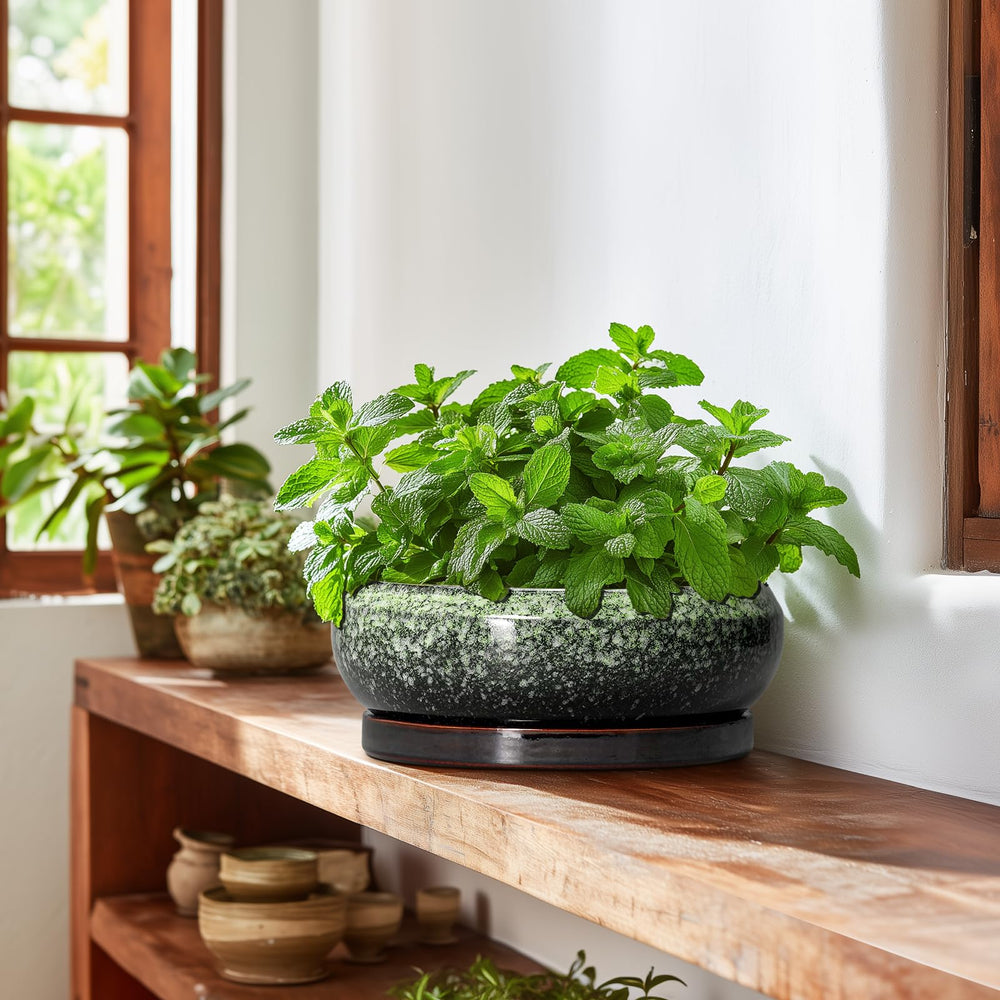 EPFamily 10 Inch bonsai pot in a home office setting