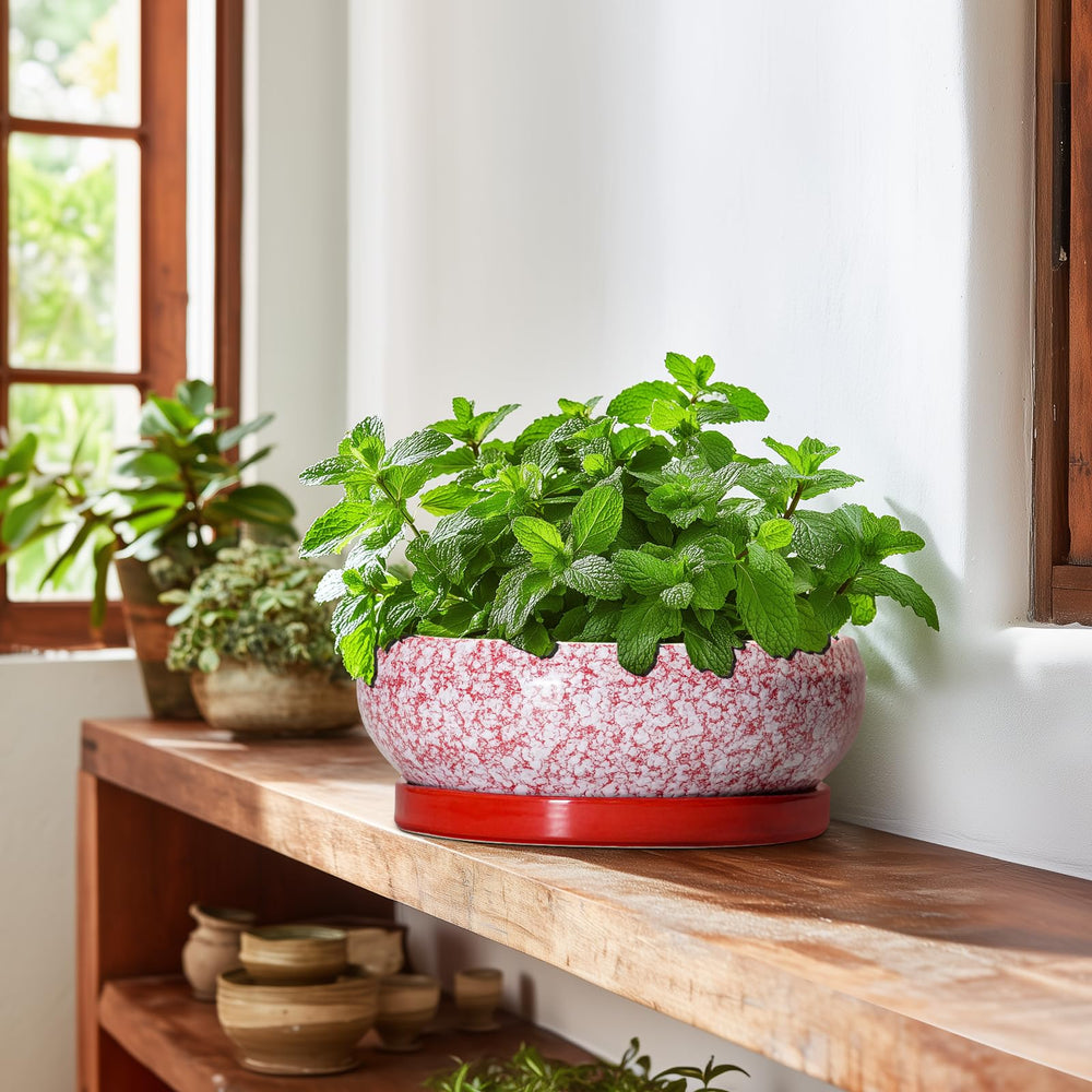 EPFamily 10 Inch Bonsai Pot in outdoor garden setting