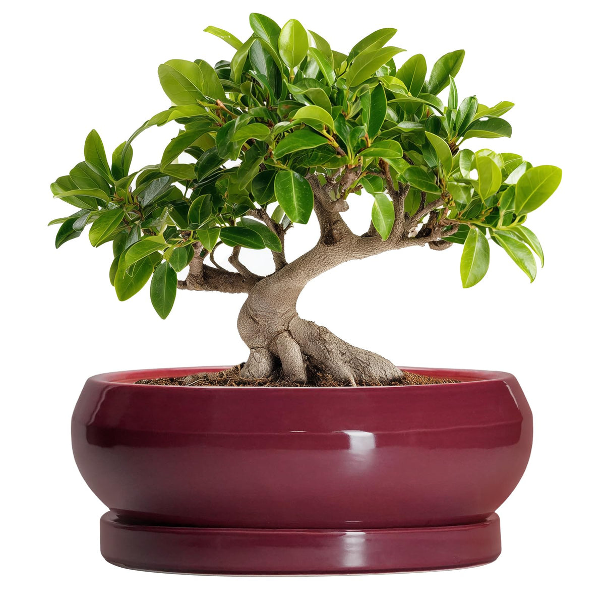 EPFamily 10 Inch bonsai pot in wine red with saucer