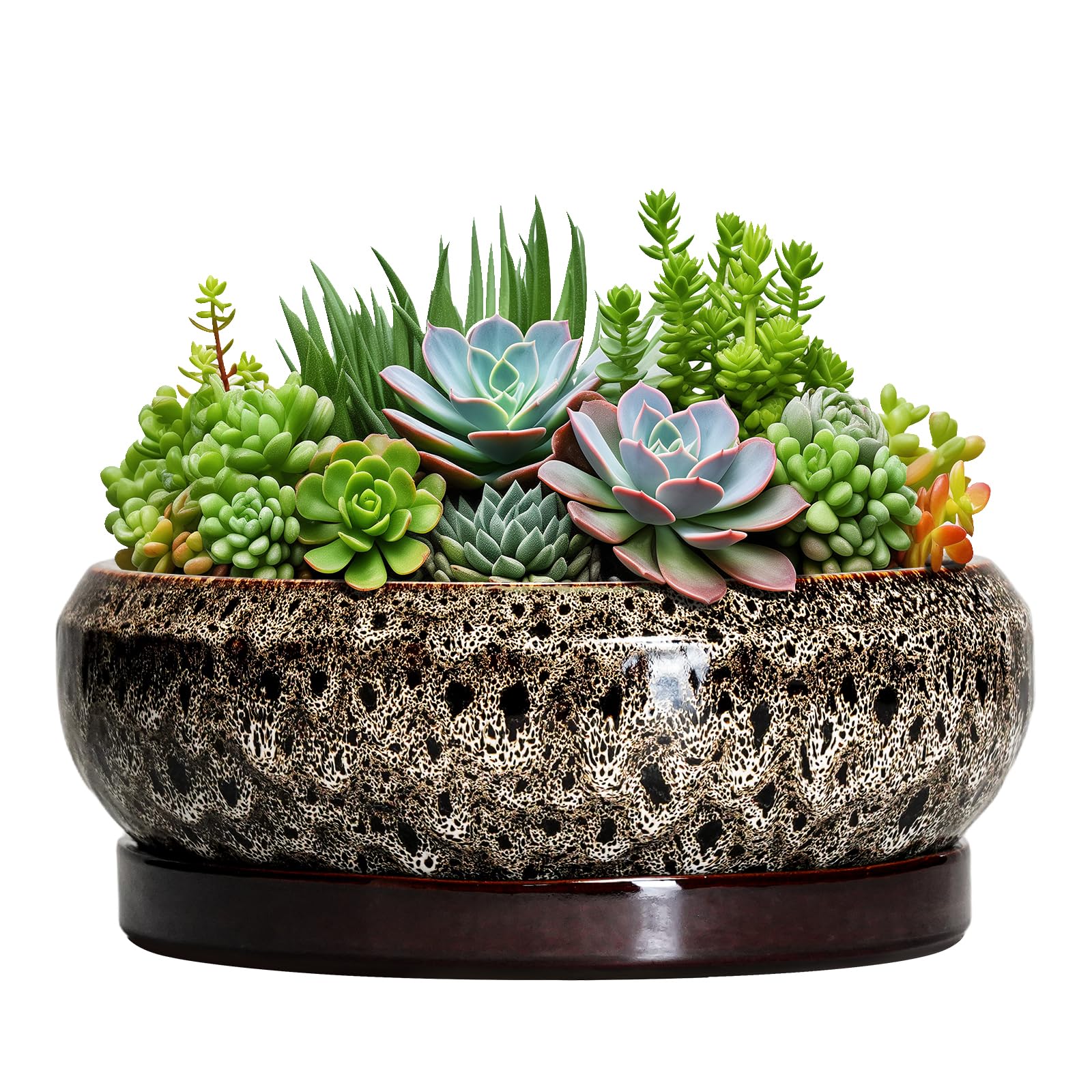 EPFamily 10 Inch ceramic succulent pot with saucer, white finish