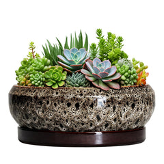 EPFamily 10 Inch ceramic succulent pot with saucer, white finish