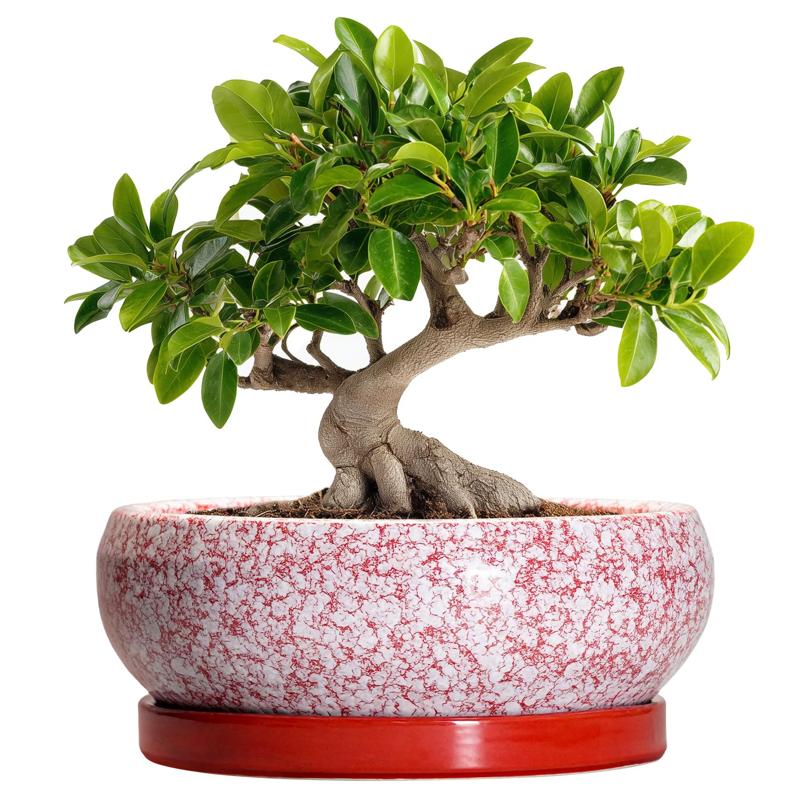 EPFamily 10 Inch Red Ceramic Bonsai Pot front view