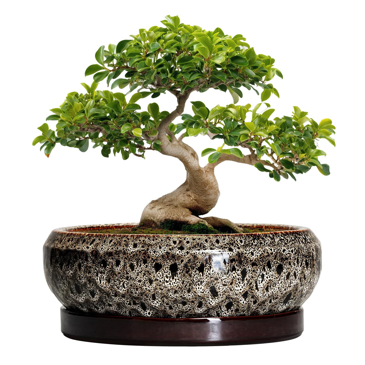 EPFamily 13 Inch Bonsai Planter front view with ceramic glaze