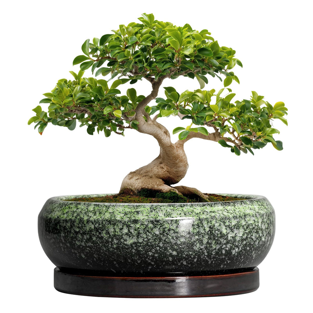 EPFamily 13 Inch Ceramic Bonsai Pot in Retro Green