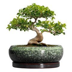 EPFamily 13 Inch Ceramic Bonsai Pot in Retro Green