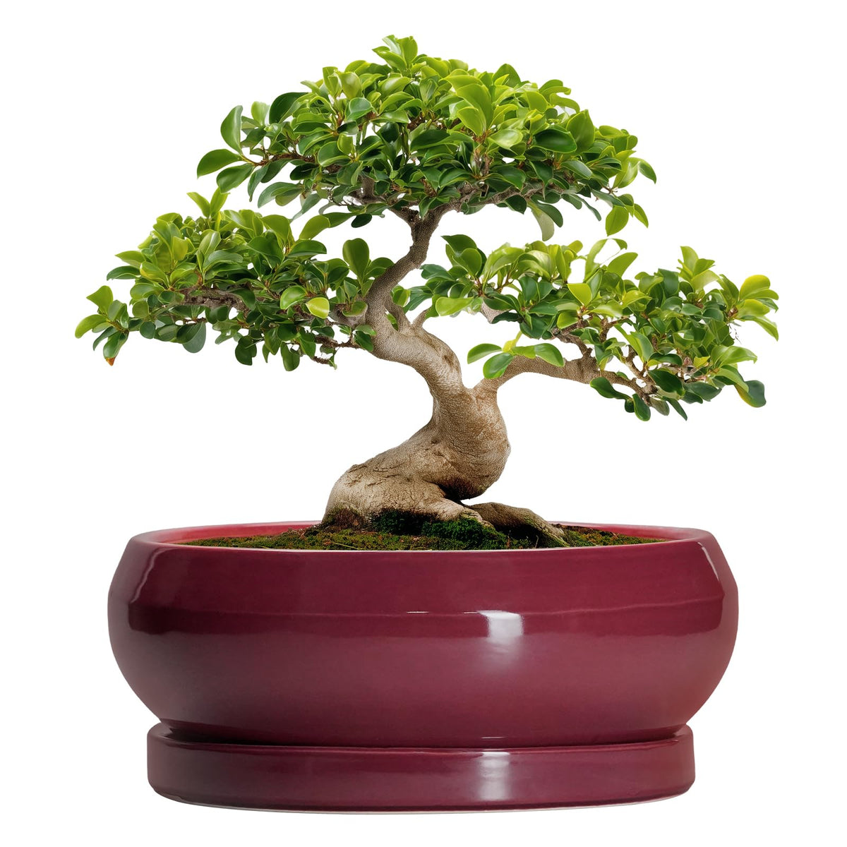 EPFamily 13 Inch Ceramic Bonsai Tree Pot in wine red with saucer