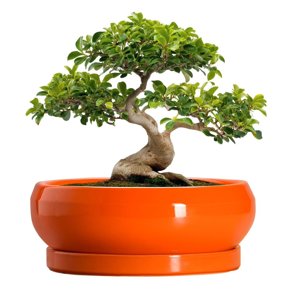 EPFamily 13 Inch Ceramic Succulent Planter in vibrant orange