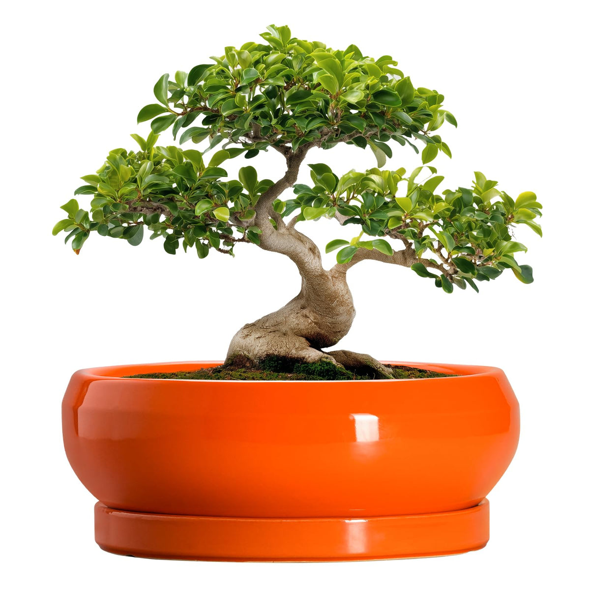 EPFamily 13 Inch Ceramic Succulent Planter in vibrant orange