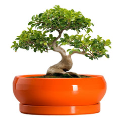 EPFamily 13 Inch Ceramic Succulent Planter in vibrant orange