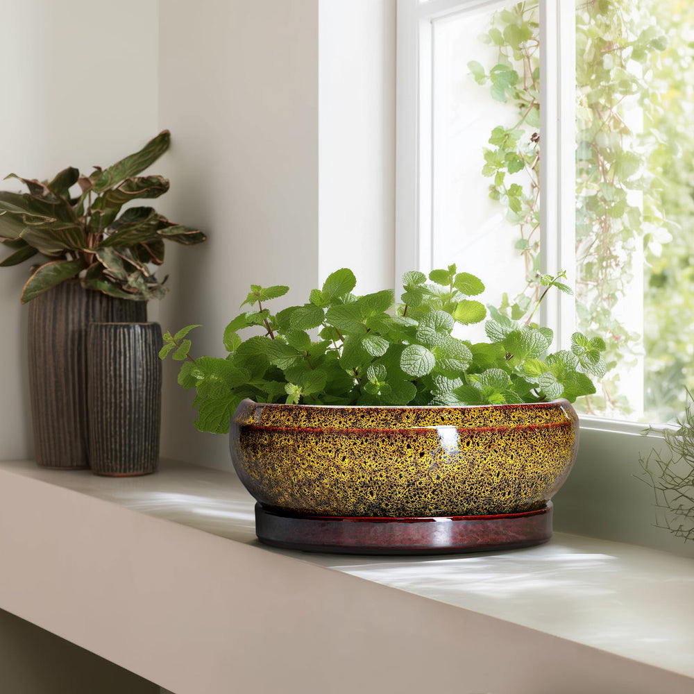 EPFamily 13 Inch Yellow Ceramic Succulent Pot filled with succulents