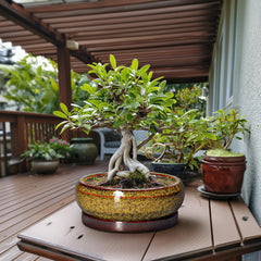 EPFamily 13 Inch Yellow Ceramic Succulent Pot with saucer