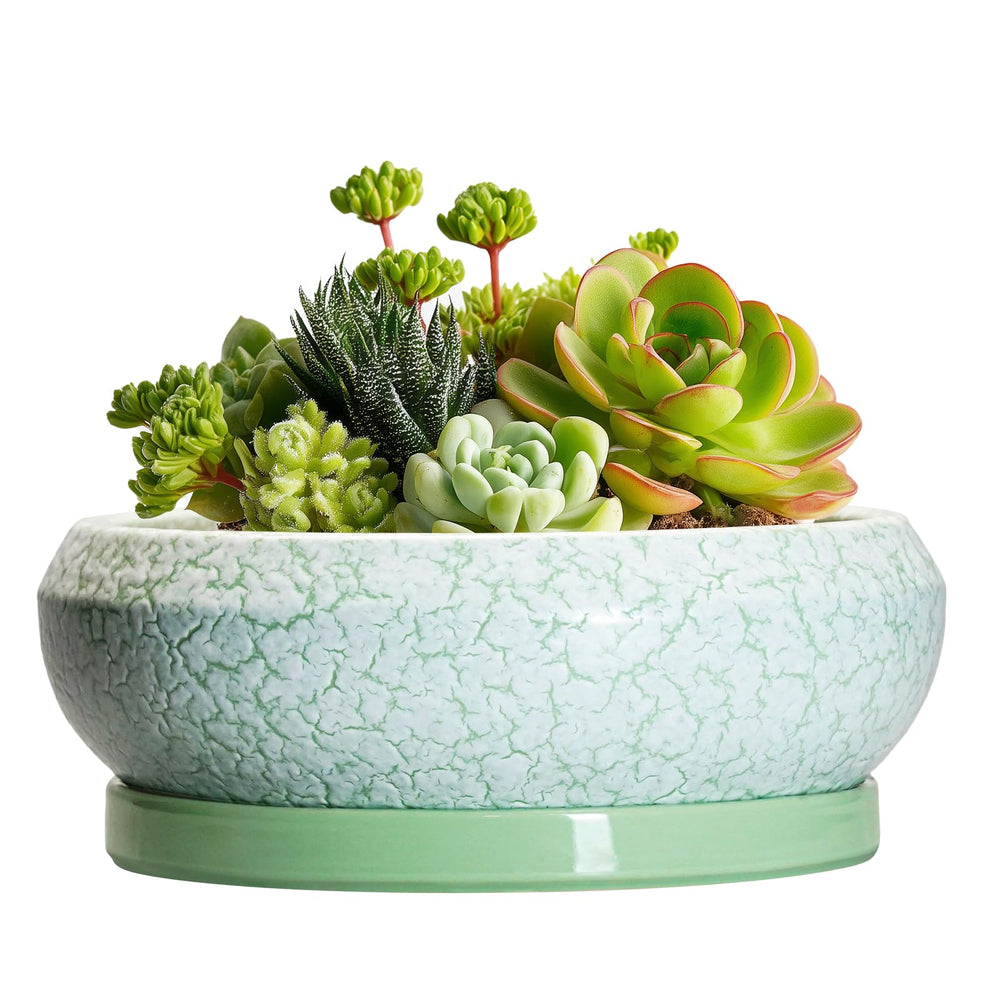 EPFamily 6 Inch ceramic succulent pot front view with matching saucer