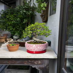 EPFamily 8 Inch succulent pot placed on a patio table