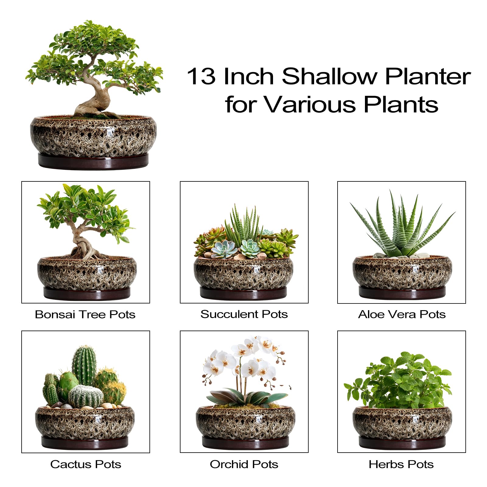 EPFamily Bonsai Planter outdoors with various plants