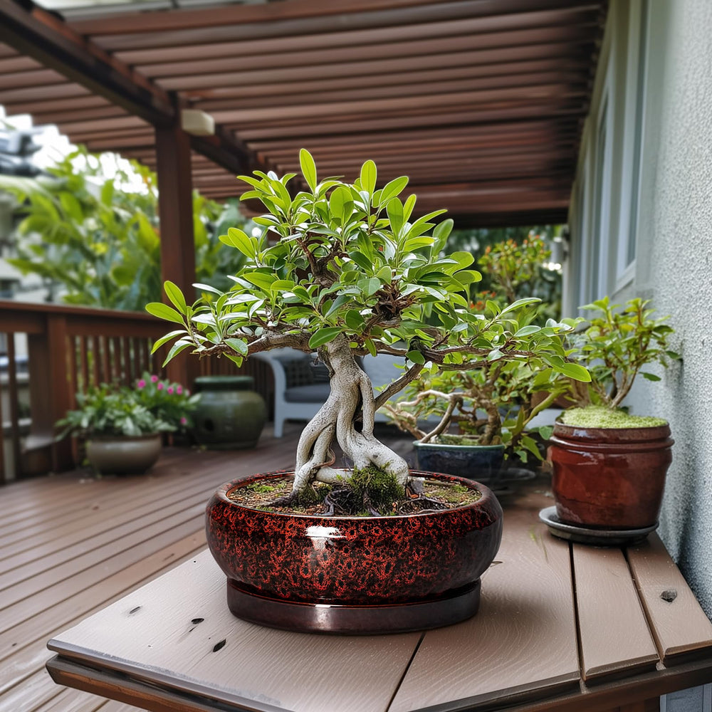 EPFamily Bonsai Pot 13 Inch drainage net close-up