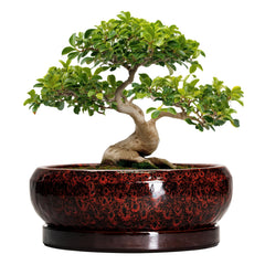 EPFamily Bonsai Pot 13 Inch Leopard Red front view