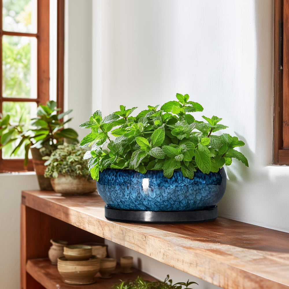 EPFamily Bonsai Pot on a desk with plants around