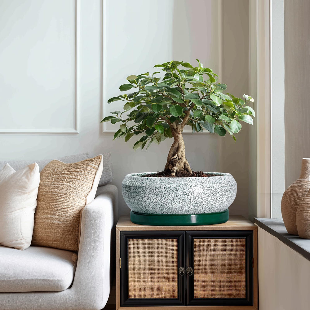 EPFamily bonsai pot placed on a patio with plants